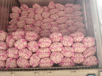 Prêt à Expédier de Haute Qualité de 5.0 à 6.0 et plus Ail Blanc Frais de Chine Ail de Cuisson Biologique Direct à Vendre