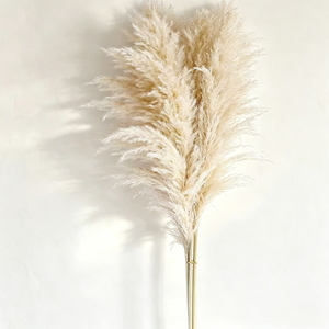 Herbe de la Pampa Séchée de Haute Qualité, Écologique, Grande et Moelleuse, Plus de 120 cm, pour Décoration Bohème et Aménagement Intérieur d'Événements, Vente en Gros - Product Image 2