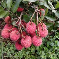 Vietnam Biologische Premium Verse Lychee Fruit Luc Ngan Sappige Smaak Zoet Aroma 10 kg/doos 10mm 12 Maanden Houdbaarheid Wereldwijde Export
