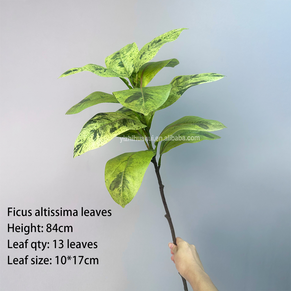 Hoja de Ficus