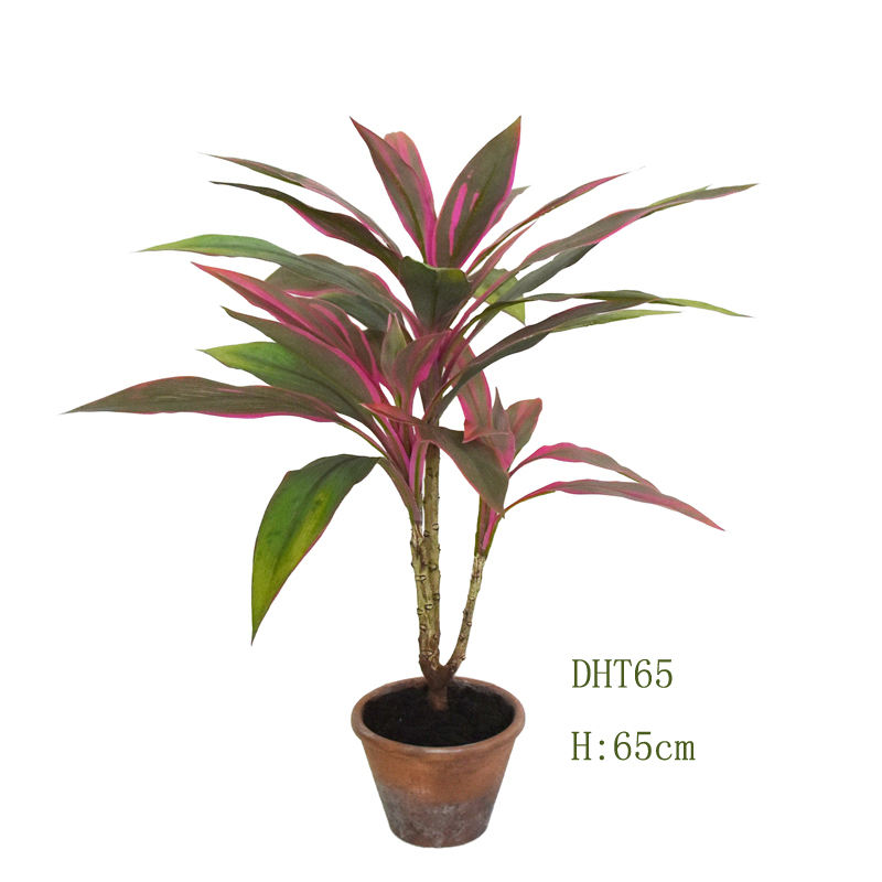 65 ซม. (กระถางพลาสติก)