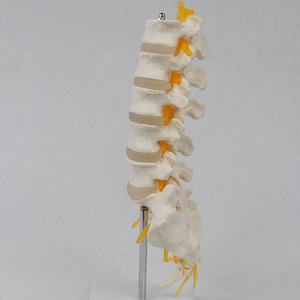 Modelo de enseñanza ortopédica de 5 segmentos de la zona lumbar vertebral, sacro y nervio accesorio II abierto, venta al por mayor del fabricante. - Product Image 3