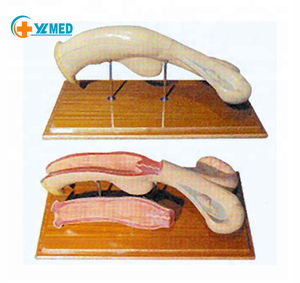 Modelo Anatómico de Útero de Vaca para Veterinaria, Modelo Anatómico de Riñón de Vaca para Enseñanza, Modelo Físico de Órganos Internos para Enseñanza - Product Image 2