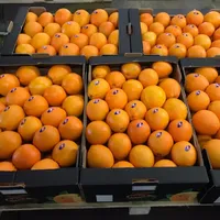 יצוא הטוב ביותר מחיר פירות תפוזים טרי מיוון