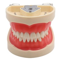 Modelo Dental de Práctica Removible de Venta Caliente para Entrenamiento Odontológico, con 28/32 Dientes y Encía Blanda Reemplazable