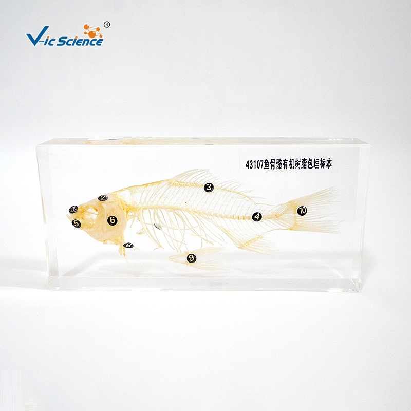 Transparent Resin Animal Bone Fish Skeleton