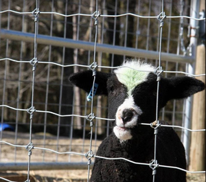 Clôtures galvanisées haute résistance pour la <span class=keywords><strong>protection</strong></span> des fermes et le contrôle de la faune / clôtures de champ - Product Image 2