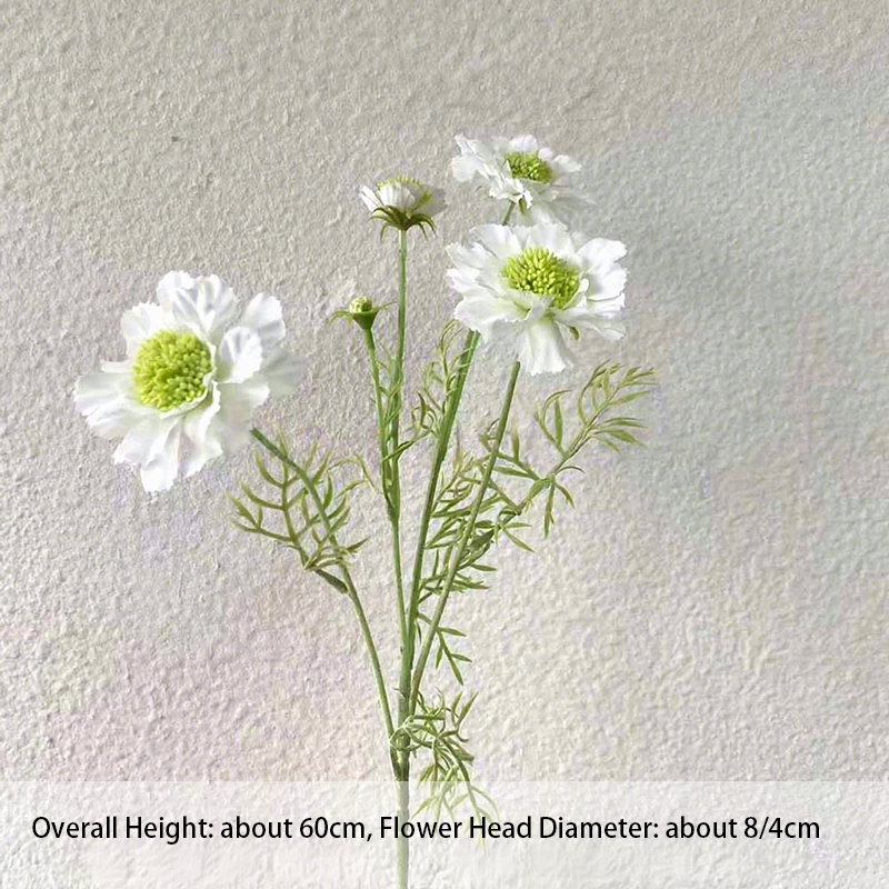Scabiosa nº 2