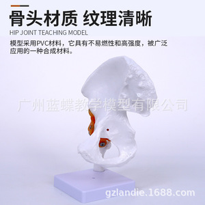 Modèle fonctionnel de l'articulation de la hanche, enseignement médical, modèle fémoral, enseignement et formation, modèle de l'articulation de la hanche humaine - Product Image 5