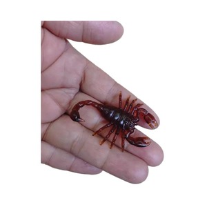 En stock : figurines d'animaux farfelues - gecko, scorpion, mille-pattes - jouets fantaisie pour farces et <span class=keywords><strong>blagues</strong></span> - effrayer et surprendre - Product Image 5