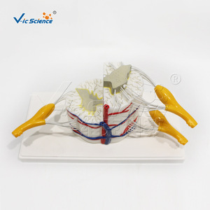 Modèle de moelle épinière et de vertèbres partielles VIC-3308 : Modèle de démonstration pédagogique biologique, Modèle d'anatomie humaine - Product Image 4