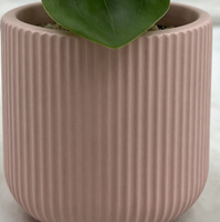 Plantes succulentes artificielles en plastique vertes pour la décoration de bureau et de maison, mini 16 cm, écologiques, pour la remise des diplômes