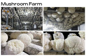 有機食品グレードライオンズたてがみキノコエキス粉末30% ベータグルカンハーブエキス - Product Image 3