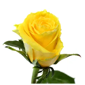 พรีเมี่ยมเคนยาดอกไม้ตัดสด Good Times สีเหลือง Sun Rose หัวใหญ่ 70 ซม.ขายส่งขายปลีกดอกกุหลาบตัดสด