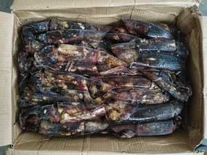 Calmar du Pacifique Sud, Calmar entier rond surgelé individuellement avec une taille <span class=keywords><strong>de</strong></span> 100 à 300 g, Fruits <span class=keywords><strong>de</strong></span> mer sauvages pour la vente en gros - Product Image 4