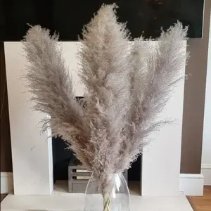 Gray Pampas Grass Large Flowers Bouquet Fluffy Dried Pompous Grass Floral Decoration Tall Natural Pampas Grass