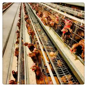 Poultry Farming Equipment Egg Layer Chicken Cage For Ghana In Low Price