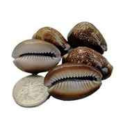 Vente flash Coquillages de cauris polis Coquillages de cauris naturels pour l'artisanat DIY