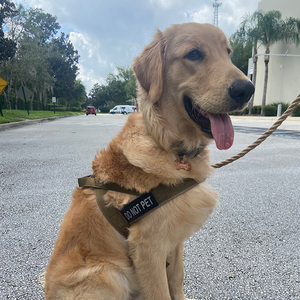 <span class=keywords><strong>Harnais</strong></span> en forme de Y pour ascenseur de <span class=keywords><strong>chien</strong></span> à <span class=keywords><strong>3</strong></span> <span class=keywords><strong>points</strong></span> Léger Beige Sexy Easy Walk Couleurs vives <span class=keywords><strong>Harnais</strong></span> pour <span class=keywords><strong>chien</strong></span> réglable Logo personnalisé de luxe - Product Image 1