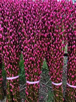 2025 Natuurlijke Salix Silver Willow Lentefestival Gedroogde Bloemenplanten Pussy Willow voor Nieuwjaarsdecoratie Thuis