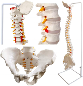 <span class=keywords><strong>Esqueleto</strong></span> <span class=keywords><strong>de</strong></span> columna vertebral Flexible <span class=keywords><strong>de</strong></span> plástico <span class=keywords><strong>de</strong></span> 85cm, modelo FRT014, pelvis <span class=keywords><strong>de</strong></span> ciencia médica, soporte <span class=keywords><strong>de</strong></span> gancho <span class=keywords><strong>de</strong></span> Metal para <span class=keywords><strong>cartílago</strong></span> <span class=keywords><strong>de</strong></span> cadera, recursos <span class=keywords><strong>de</strong></span> enseñanza - Product Image 6
