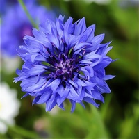 Fleurs de pissenlit bleu saphir séchées en vrac de Natural Apothecary, tisane, ingrédients pour pâtisserie et cocktails