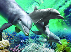 โปสเตอร์ 3 มิติ ขายดี ปี 2026 โปสเตอร์สัตว์แบบใหม่ - Product Image 5