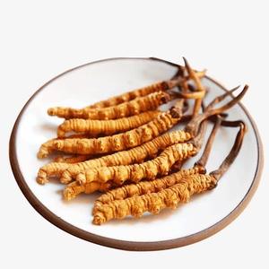 Bulk Pure <span class=keywords><strong>Cordyceps</strong></span> Militaris Cogumelo <span class=keywords><strong>Cordyceps</strong></span> Extrato Medicina Chinesa Seco <span class=keywords><strong>Cordyceps</strong></span> <span class=keywords><strong>Sinensis</strong></span> - Product Image 3