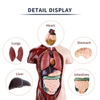Modelo de Torso Anatómico Humano de 8 Piezas para Niños, 24.5 cm, Órganos Desmontables, Kit de Ensamblaje 3D, Juguete Educativo STEM, Regalo Científico
