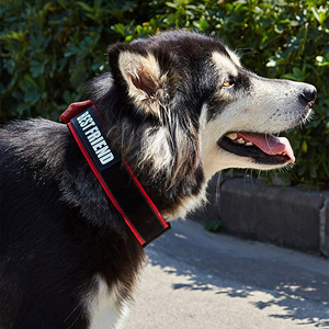 <span class=keywords><strong>Collar</strong></span> Reflectante Personalizado para Entrenamiento de Perros, Accesorio Táctico de Nailon Ajustable con Parche de Velcro, Nombre para Perros Grandes - Product Image 1