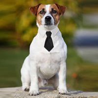 Accessoire de fête de mariage formel, style classique noir et blanc pour chats, petits chiens, nœud papillon et cravate pour animaux de compagnie, ensemble de collier