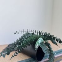 Pomme et eucalyptus séchés conservés naturellement, ronds, pour la décoration de la maison pour Thanksgiving ou la fête des mères