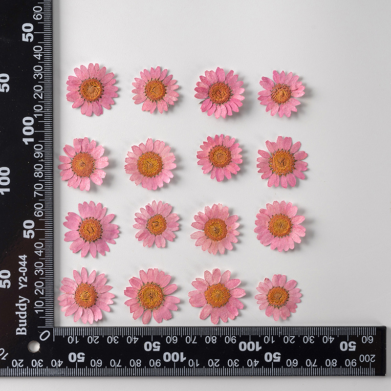 Teinture rose rose
