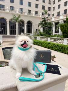 Correa para Perro Azul de Gamuza Genuina Hecha a Mano en Italia - Product Image 3