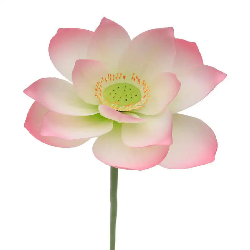 Натуральный на ощупь цветок нелумбо и искусственный цветок лотоса нелумбо