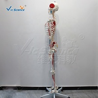 Modèle de squelette humain à corps entier de 170 cm avec points d'attache musculaire, modèle d'osseité anatomique pour l'enseignement médical