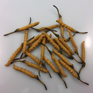 <span class=keywords><strong>Cordyceps</strong></span> Berasal dari Naqu County Yang Tumbuh Di <span class=keywords><strong>Tibet</strong></span>-Qianhai Highland dengan 5000 Meter Ketinggian - Product Image 1