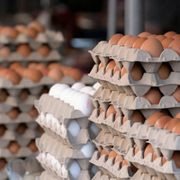 Échantillon gratuit, vente en gros, boîtes à œufs vides de 6, 8, 10, 12, 15, 24, 30 œufs, barquettes en papier biodégradable, cartons à œufs imprimés en couleur pour œufs de poule