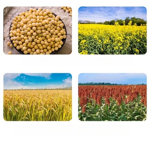 Máquina Trilladora Agrícola Diésel Eléctrica de Gran Demanda: Sorgo, Arroz, Soja, Trigo, Cacahuete - Nueva y Usada con Motor - Product Image 6
