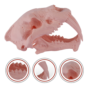 Cráneo de Ceratosaurio Impreso en 3D - Réplica de Fósil de Dinosaurio Jurásico, Modelo Educativo 3D, Fósil de Cráneo para Exhibición en Museo - Product Image 2