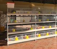 Cages Simples pour Poulets de Chair de Type H, Économie d'Espace pour 1000 Poussins