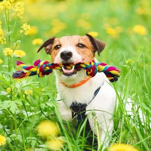 Environmentally Friendly Durable Dog Cotton & Nylon Rope Chew Toys-Anti-<b>Bite</b> Interactive Toy Set - Product Image 1