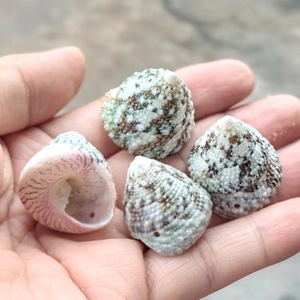 Piccola torre verde lumaca fori di conchiglia lucidati naturali fai da te carillon del vento accessori asili nido materiali colorati Seastar - Product Image 1