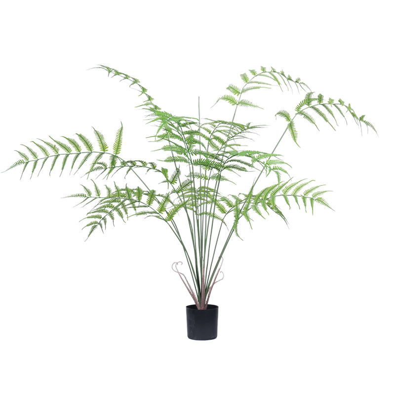 Plante en pot à feuilles de fougère-grande taille