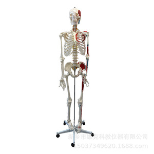 Modelo de esqueleto humano a escala 1:1 de 170 cm de altura con origen e inserciones musculares, con partes desmontables. - Product Image 5