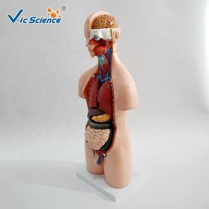 Torso medico materiale didattico organo umano per scienza medicale20 parti di anatomia umana Torso modello 55CM Unisex Torso modello - Product Image 2