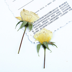 <span class=keywords><strong>Rose</strong></span> Gialle Essiccate con Stelo Pressato, Boccioli di Rosa Naturale Crema-Champagne per Arte in Resina Fai-da-Te, Decorazioni per la Casa - Product Image 4