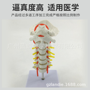 Modèle neuro-orthopédique de colonne cervicale humaine naturelle de grande taille avec artère carotide, disque intervertébral et os occipital - Product Image 3