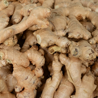 Huile de gingembre fraîche extraite au CO2 (FG-003) Van Aroma - Aromathérapie et répulsif anti-insectes