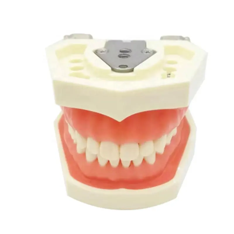 Verwijderbare Studie Orthodontische Tandartsopleiding Anatomische Orale Tandheelkundige Typodont Tanden Model